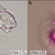 The purported dinosaur cells.